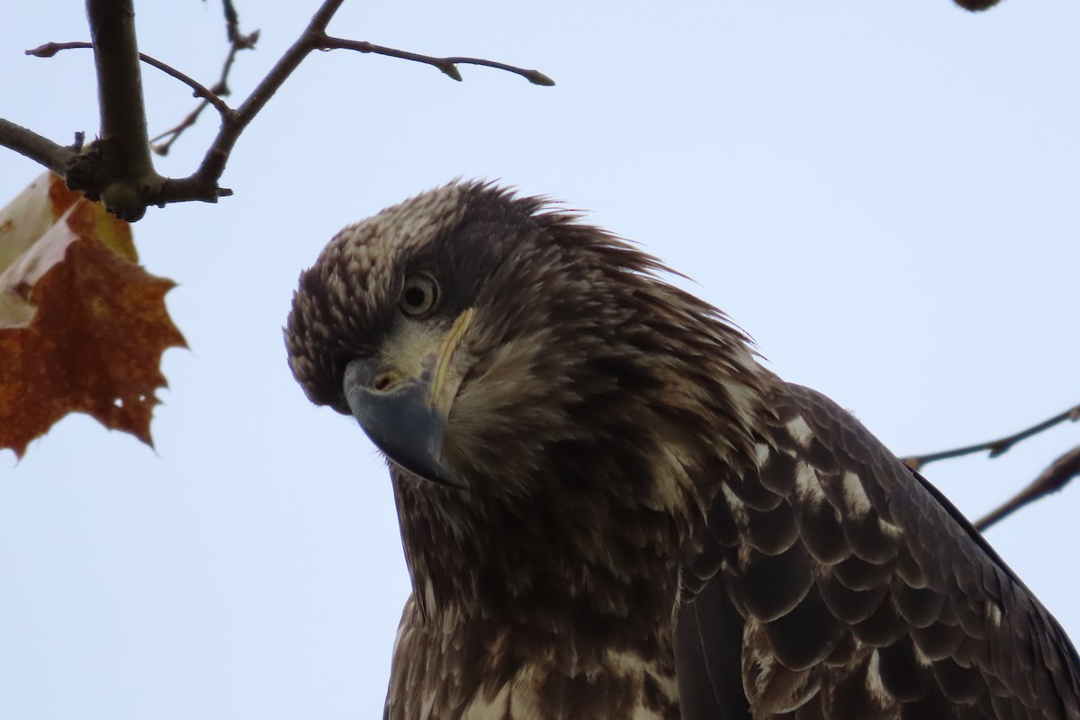 Bald Eagle - ML644797971