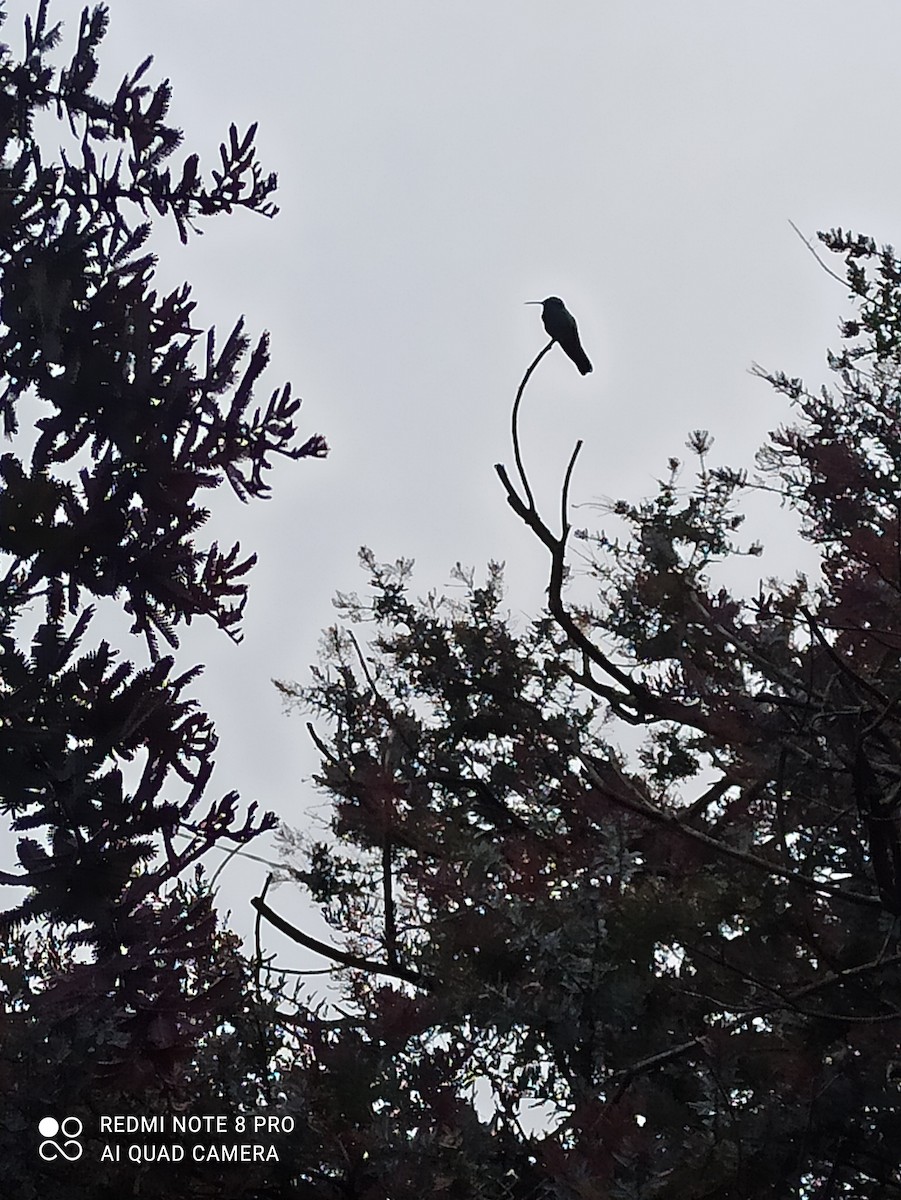 Колібрі синьочеревий - ML644797974