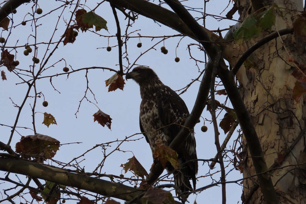 Bald Eagle - ML644797976
