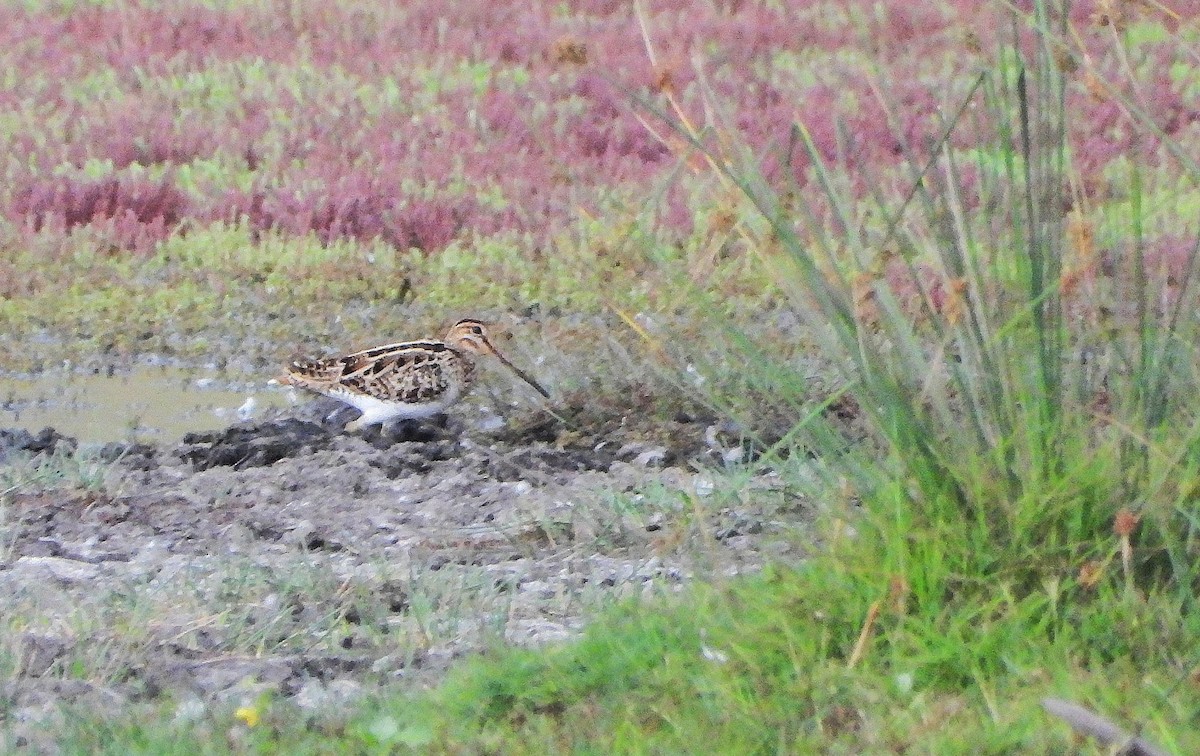 Latham's Snipe - ML644797978