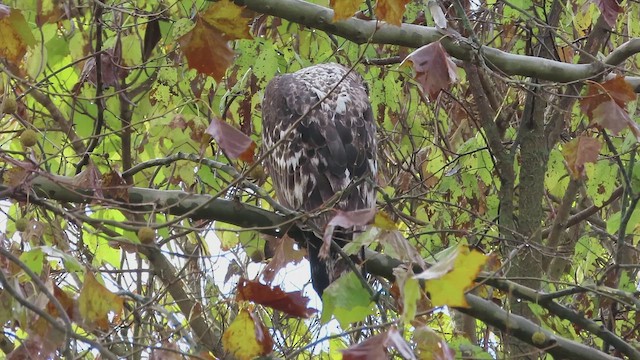 Bald Eagle - ML644797990