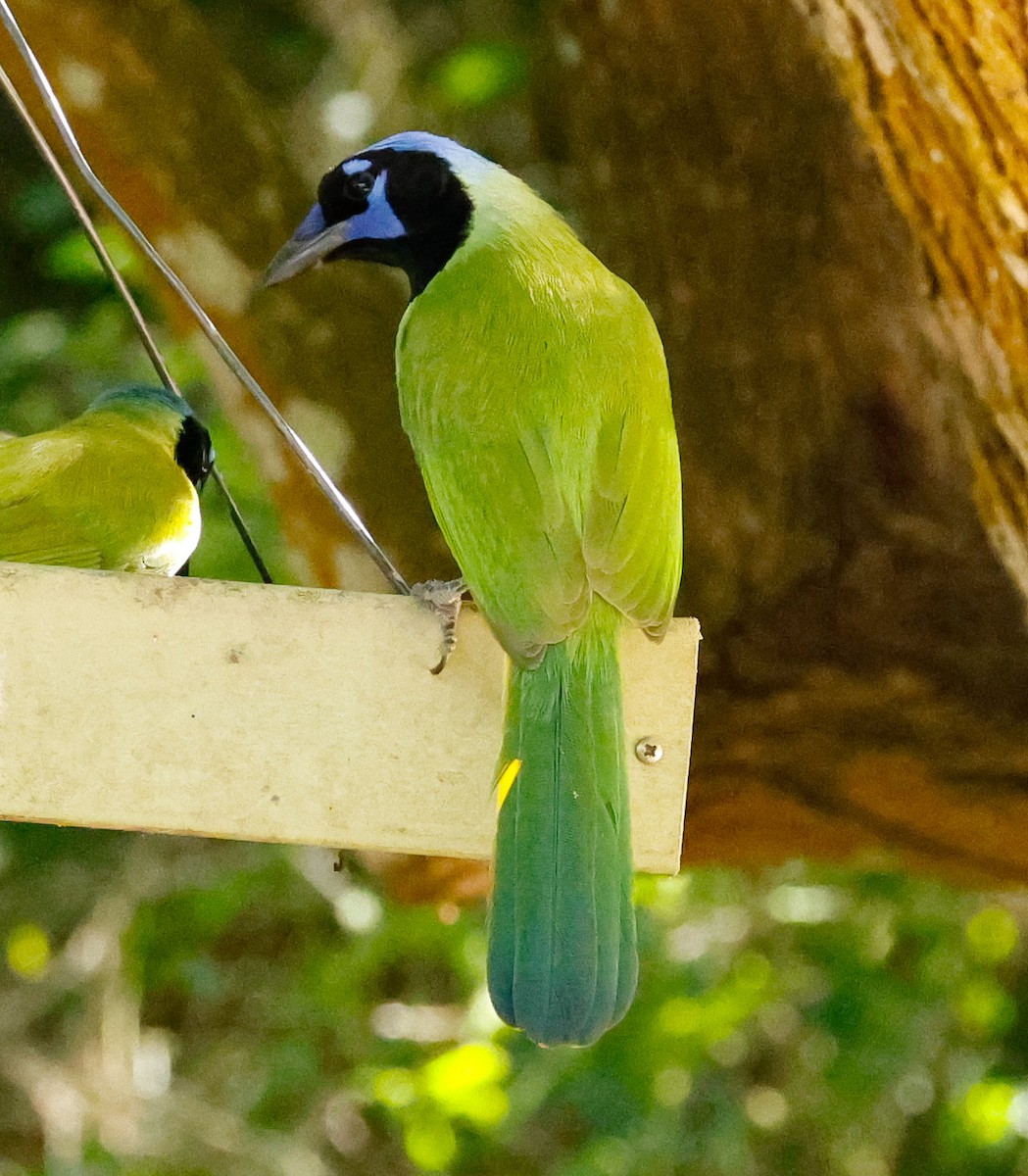 Geai vert - ML644798029