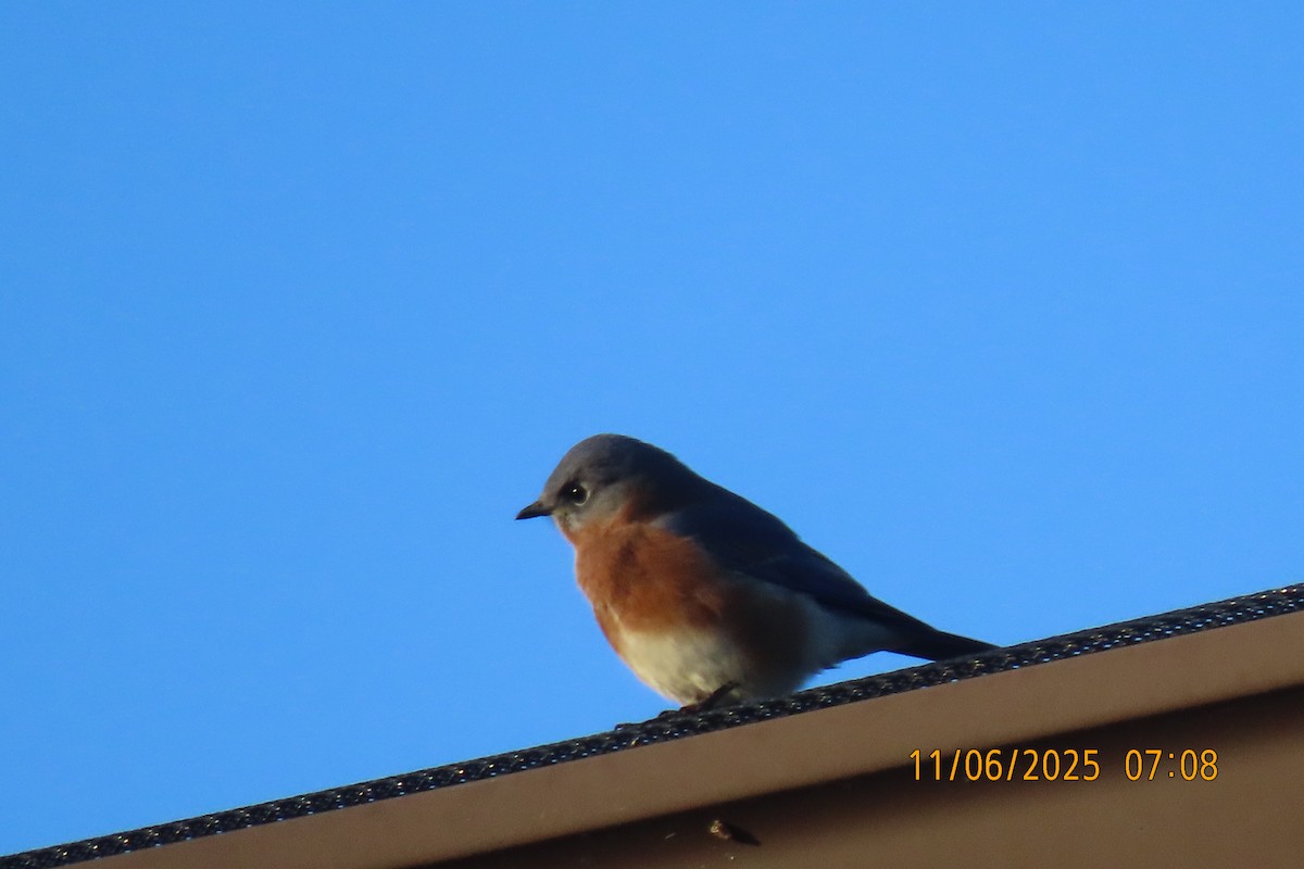 Eastern Bluebird - ML644798031