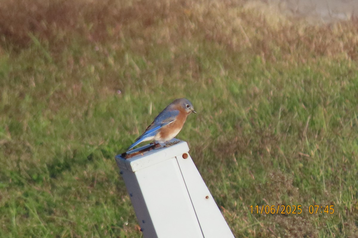 Eastern Bluebird - ML644798032