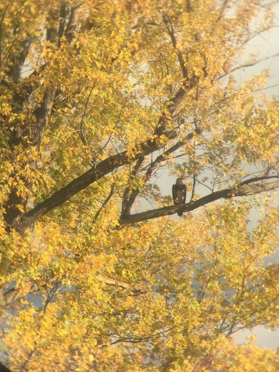 Bald Eagle - ML644798046