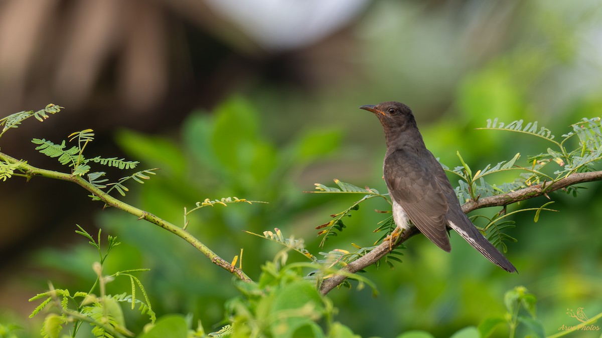 Gray-bellied Cuckoo - ML644798049