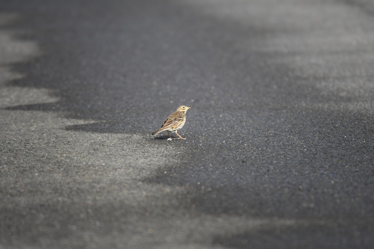 פפיון ממושקף - ML644798056