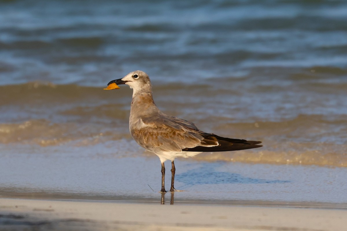 שחף צוחק - ML644798057