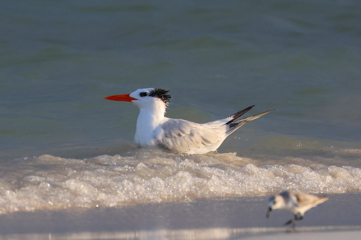 שחפית גדולה - ML644798058