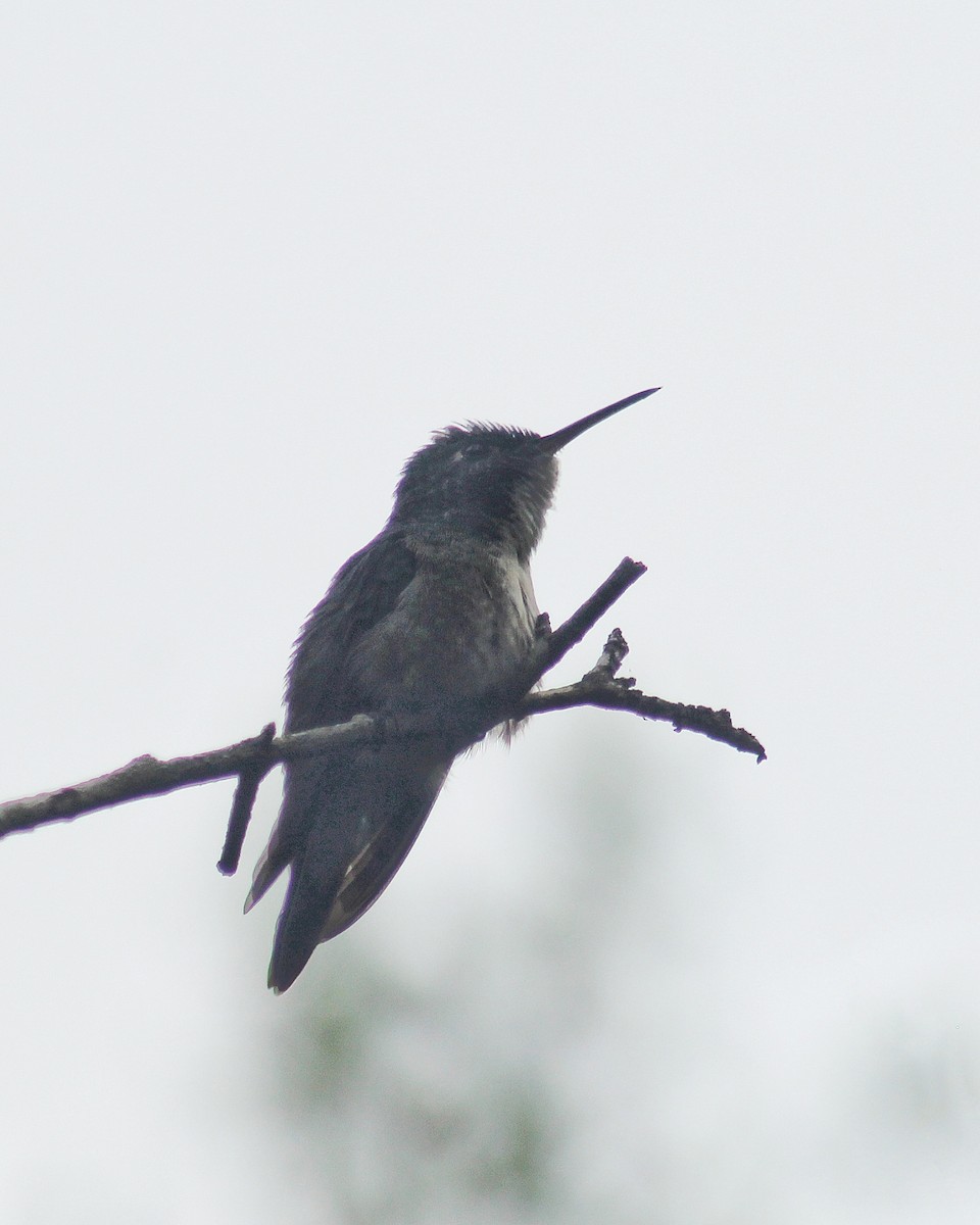 Versicolored Emerald - ML644798065