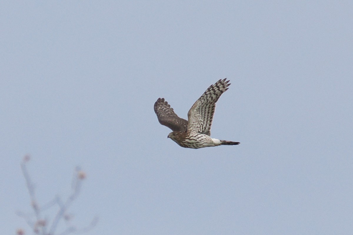 Cooper's Hawk - ML644798066