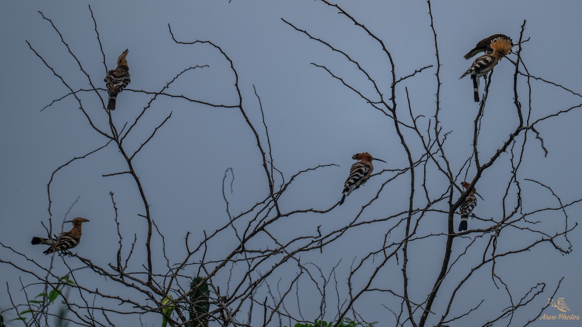 דוכיפת - ML644798067