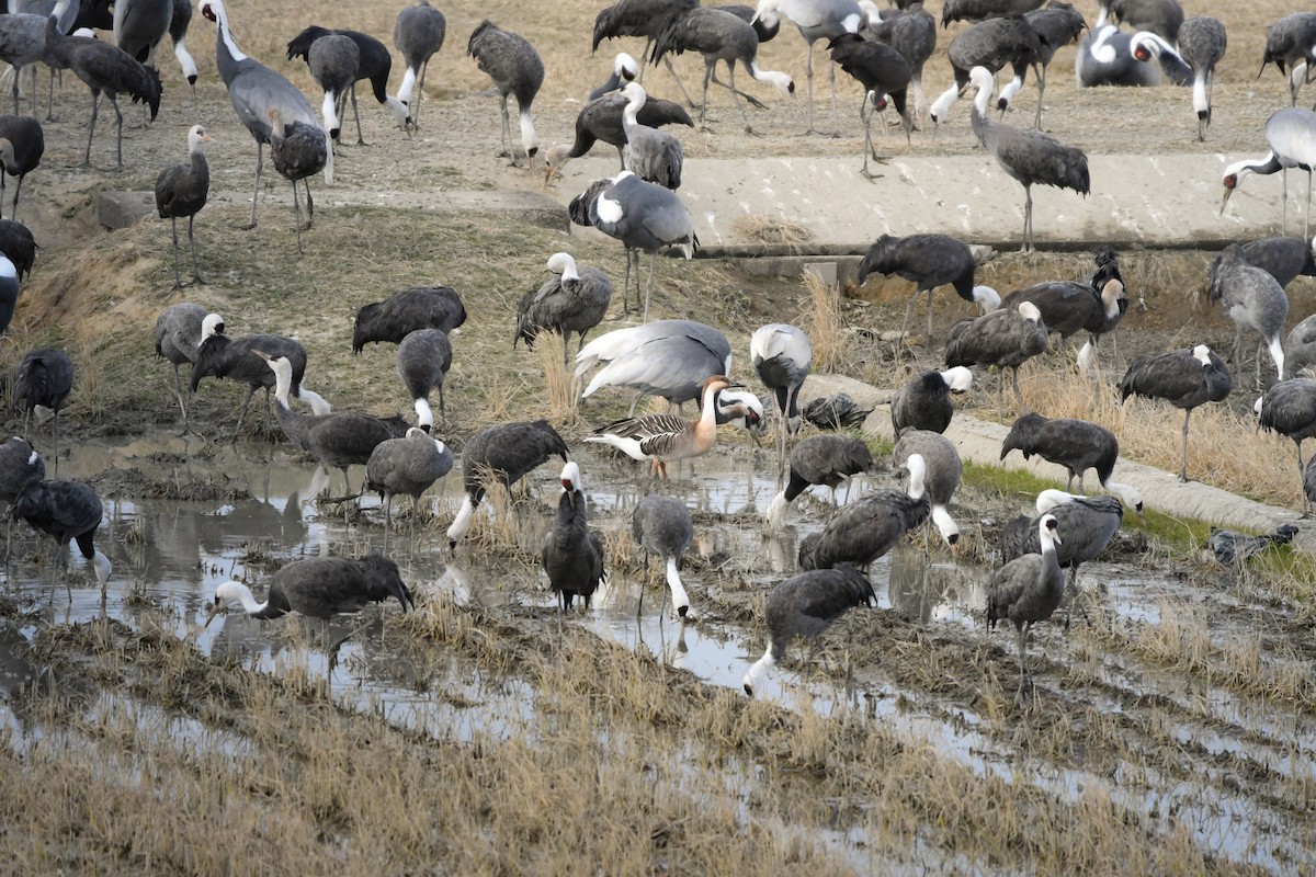 אווז ברבורי - ML644798068