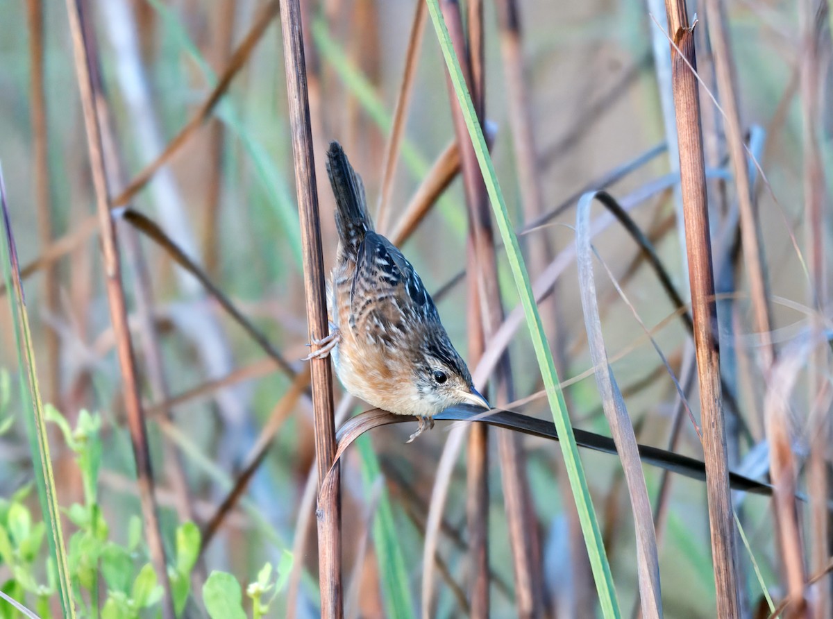 Sedge Wren - ML644798069