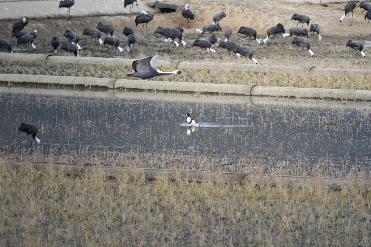 טדורנה - ML644798070