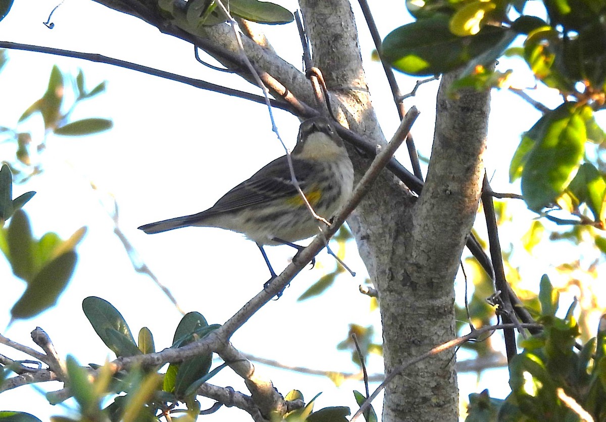 סבכון הכתר - ML644798071