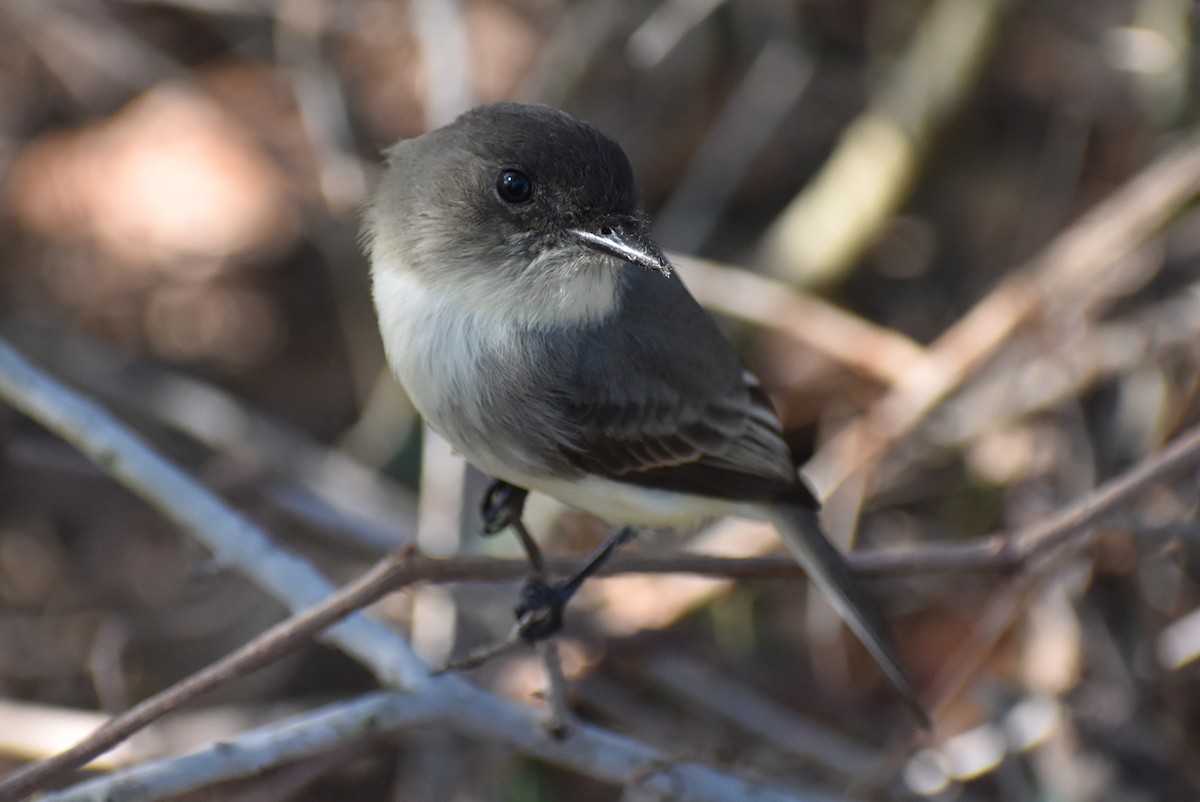 פיבי מזרחית - ML644798072