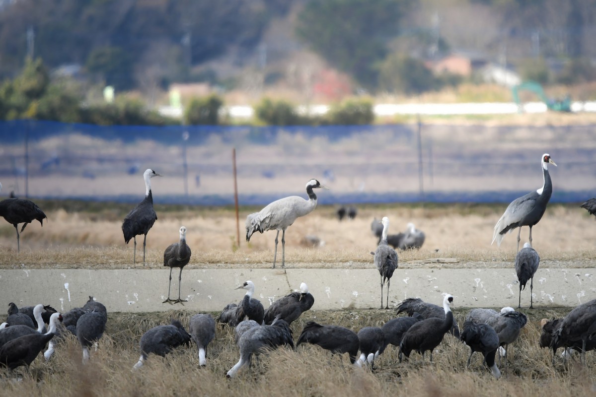 עגור אפור - ML644798073
