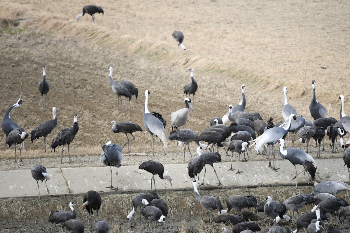 עגור אפור - ML644798074