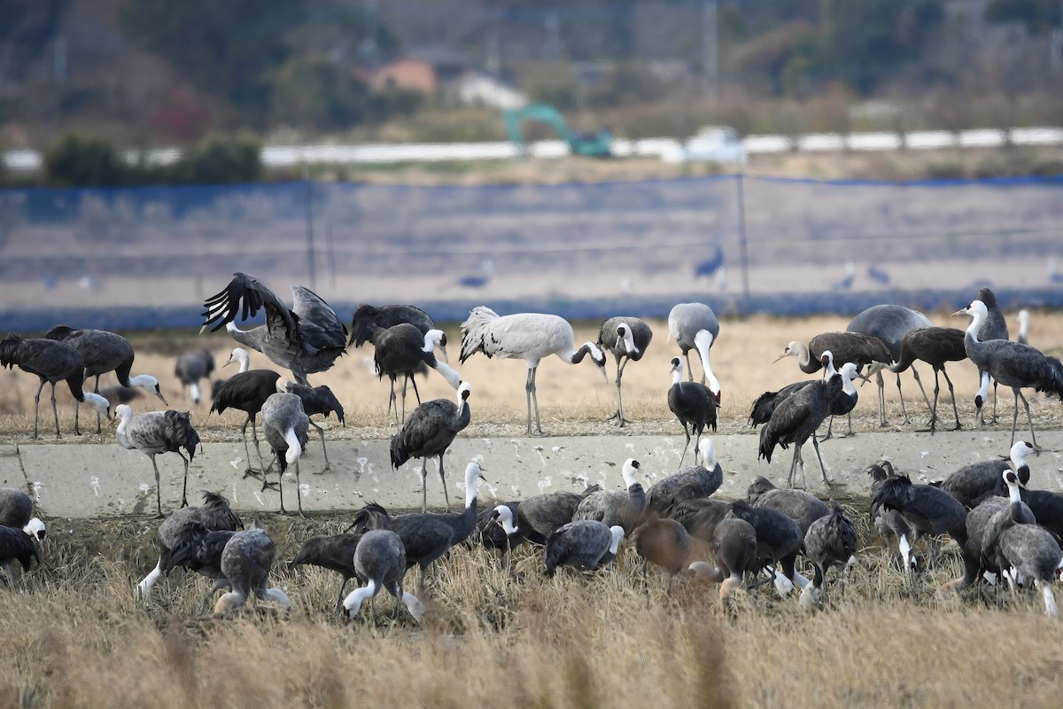 עגור אפור - ML644798075