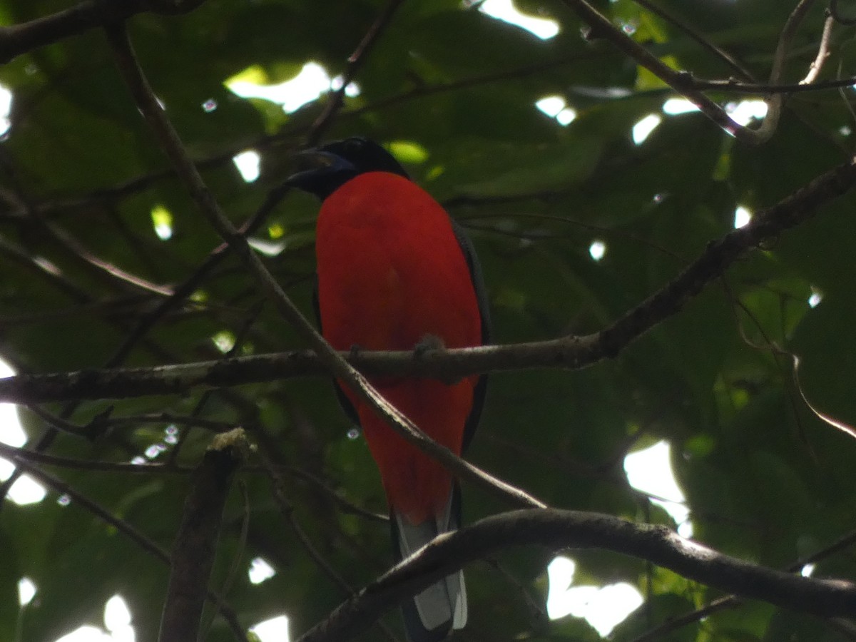 Scarlet-rumped Trogon - ML644798076