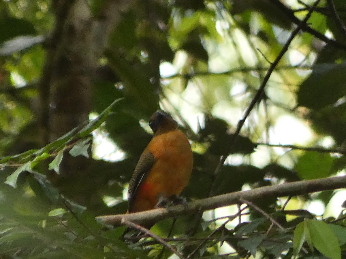 Scarlet-rumped Trogon - ML644798077