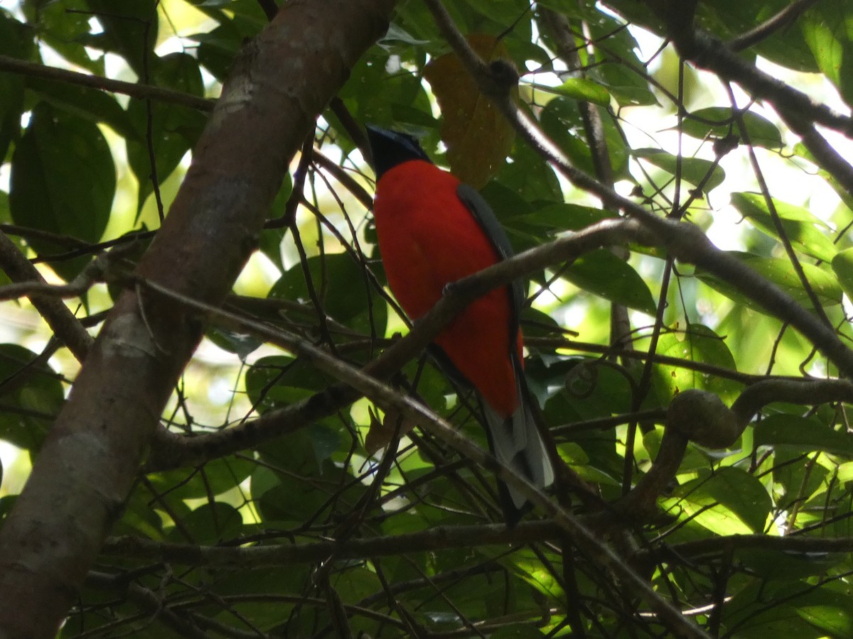 Scarlet-rumped Trogon - ML644798078