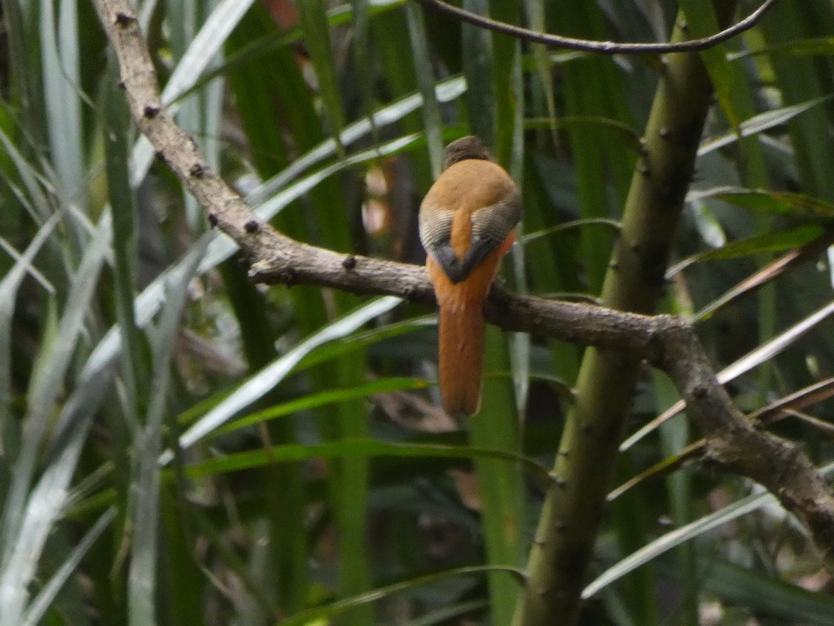 Scarlet-rumped Trogon - ML644798079