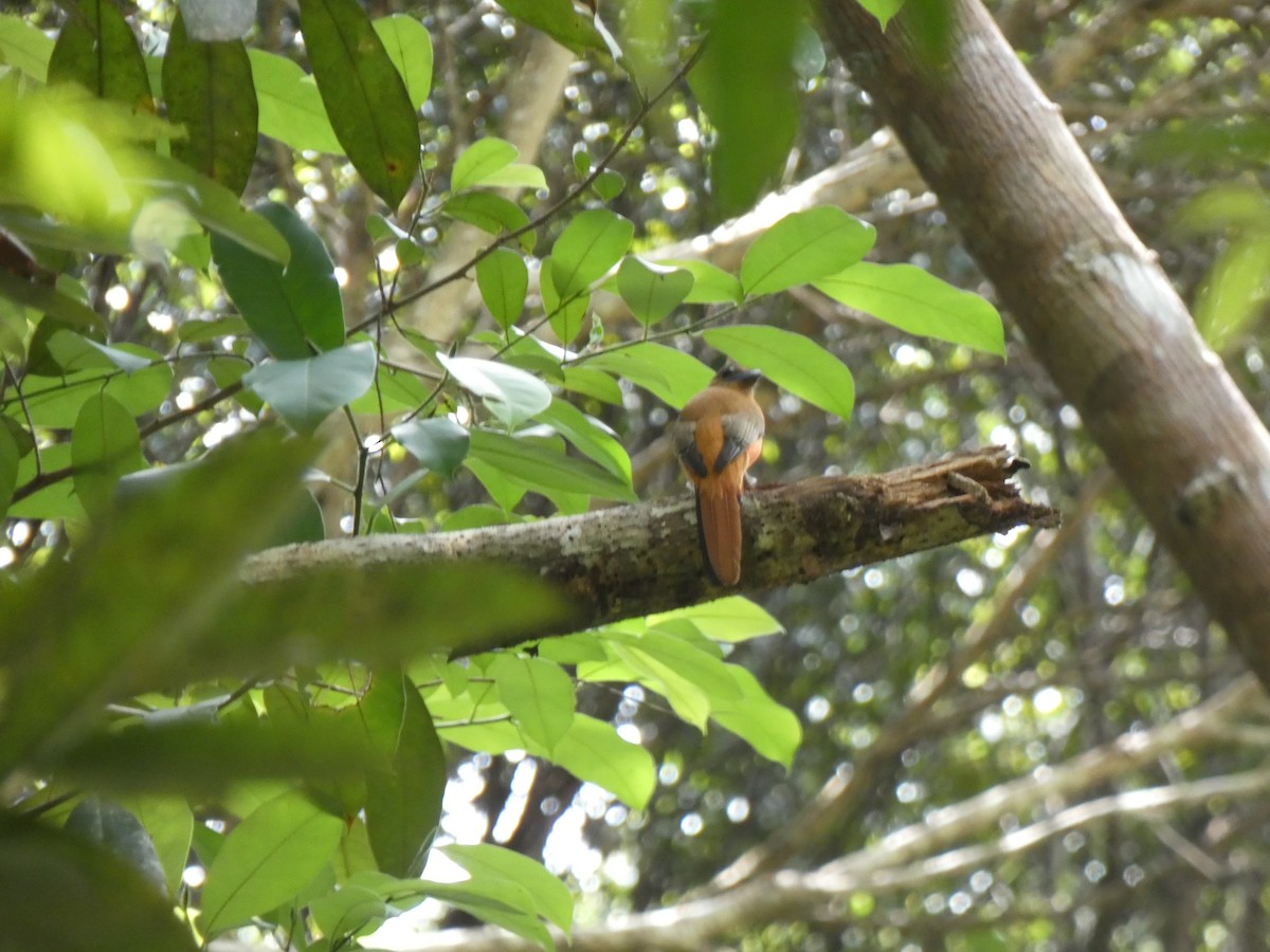 Scarlet-rumped Trogon - ML644798080