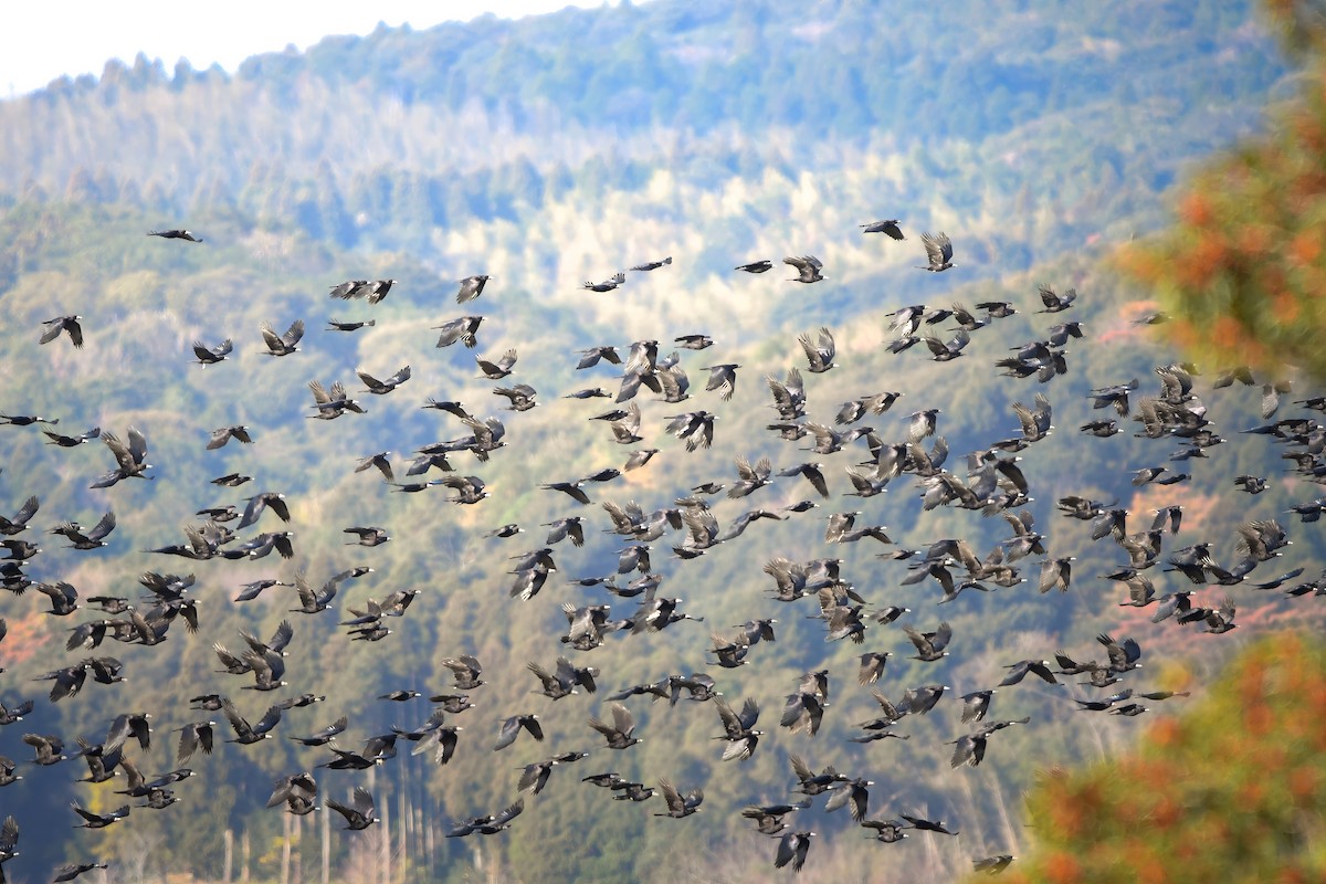 עורב מזרע - ML644798083