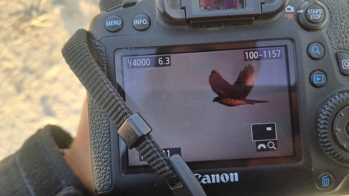 Aztore eurasiarra - ML644798084