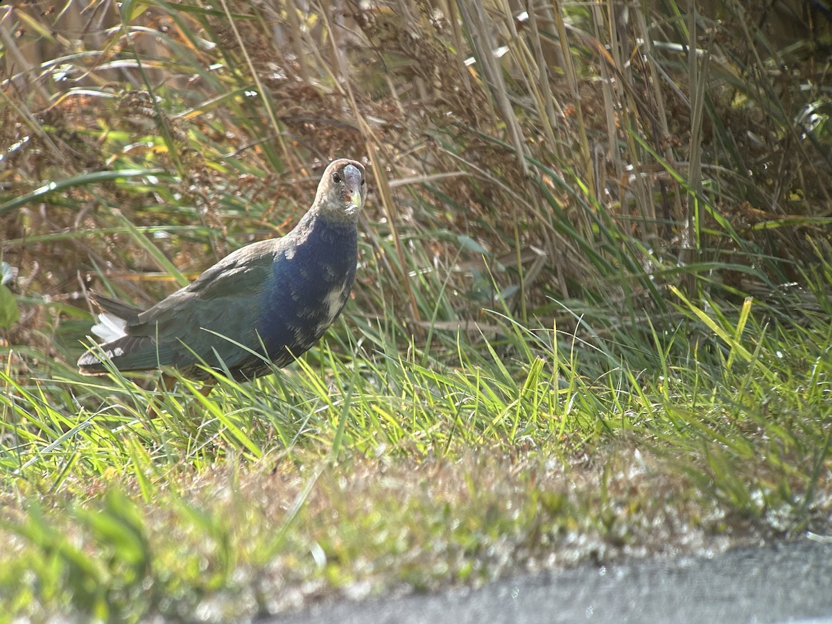 Uroilo urdin amerikarra - ML644798088