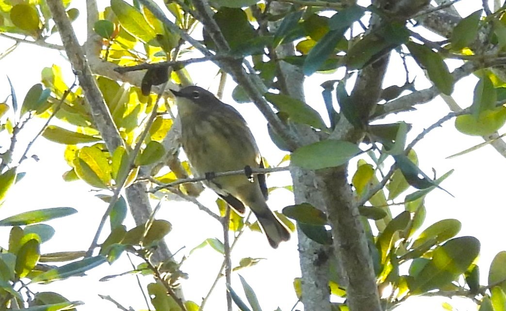 Yellow-rumped Warbler - ML644798091