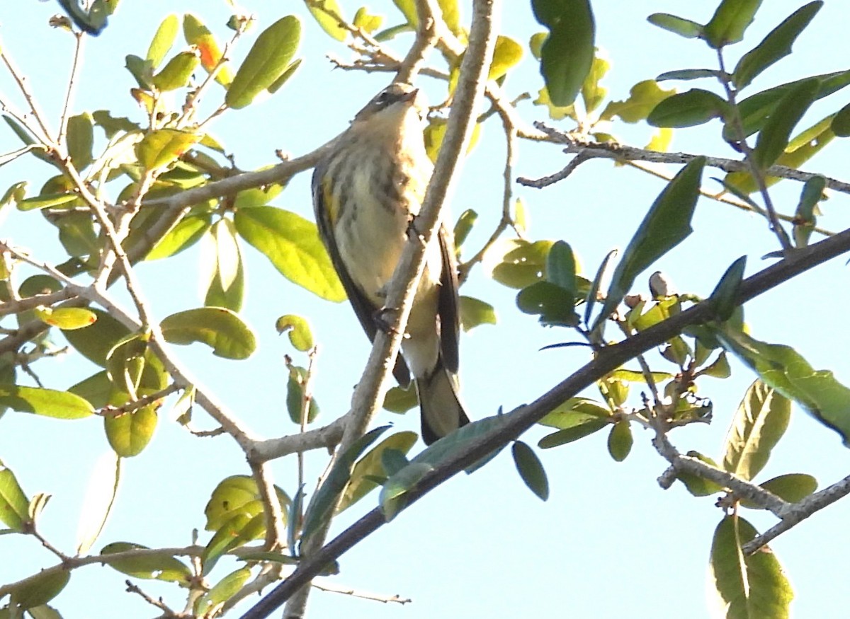 Yellow-rumped Warbler - ML644798093