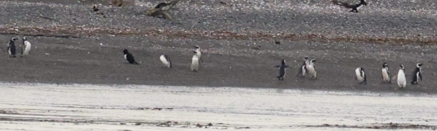 Magellanic Penguin - ML644798094