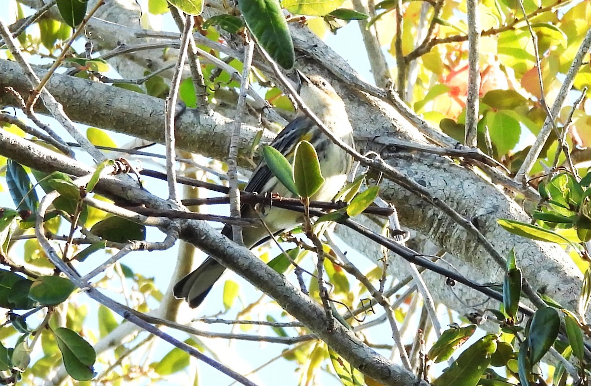 Yellow-rumped Warbler - ML644798095
