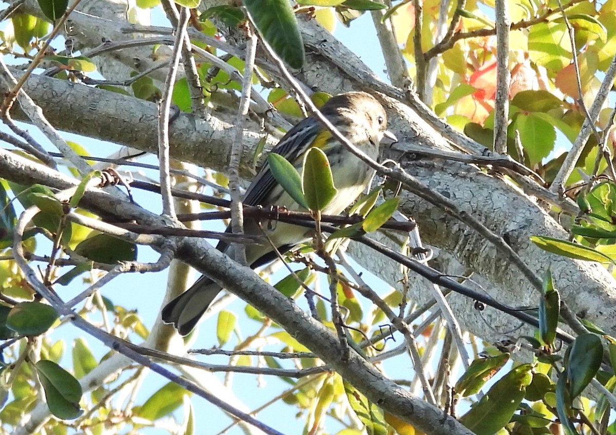 Yellow-rumped Warbler - ML644798096