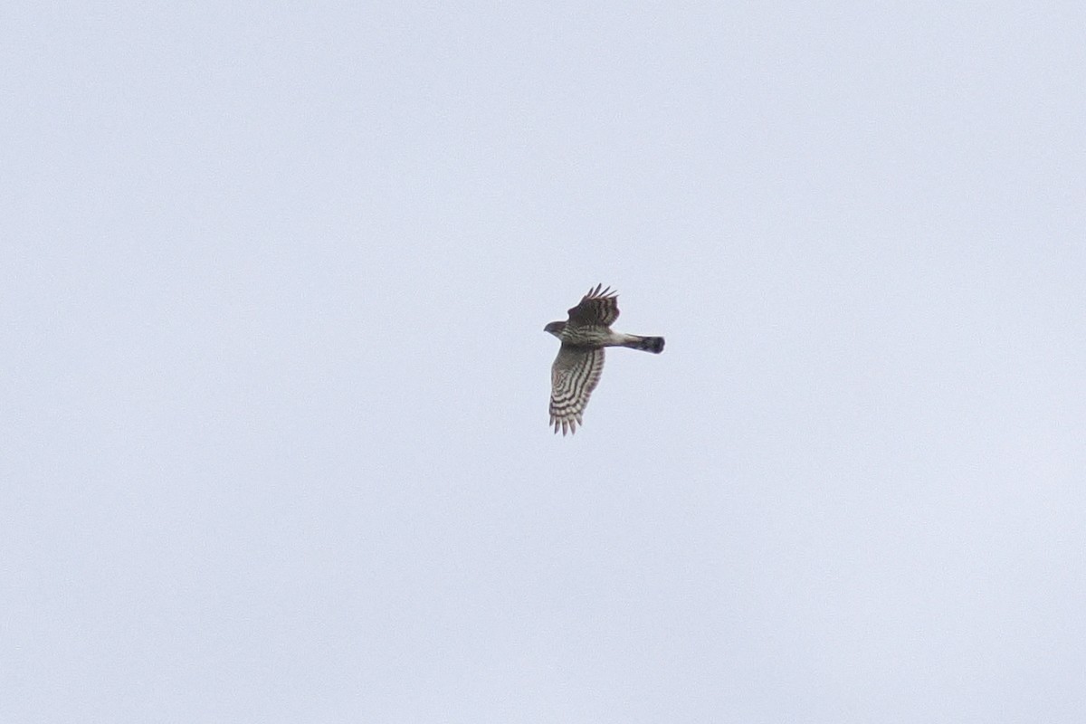 Accipitrine hawk sp. (former Accipiter sp.) - ML644798097