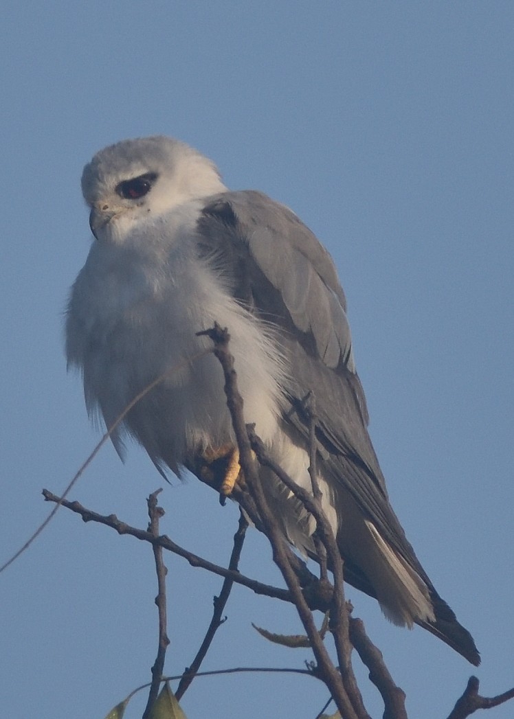 Elano urdina - ML644798098