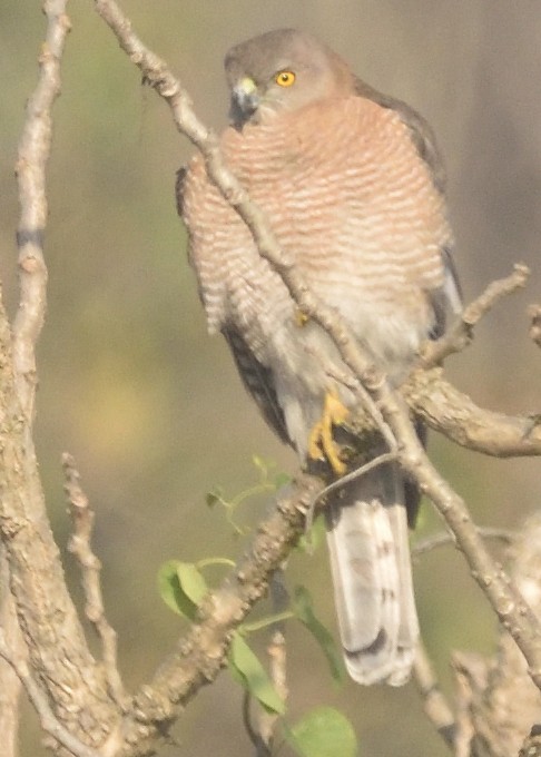 Shikra gabiraia - ML644798099