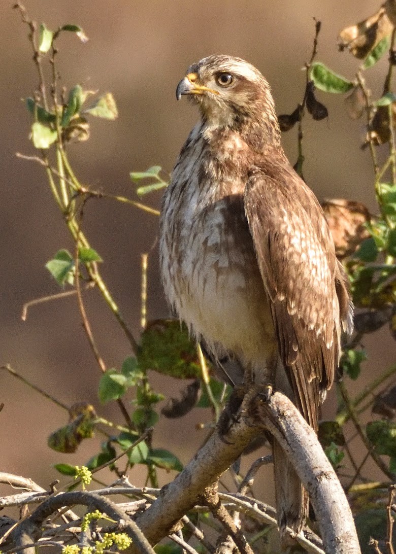 White-eyed Buzzard - ML644798100