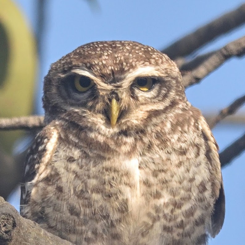 Spotted Owlet - ML644798101