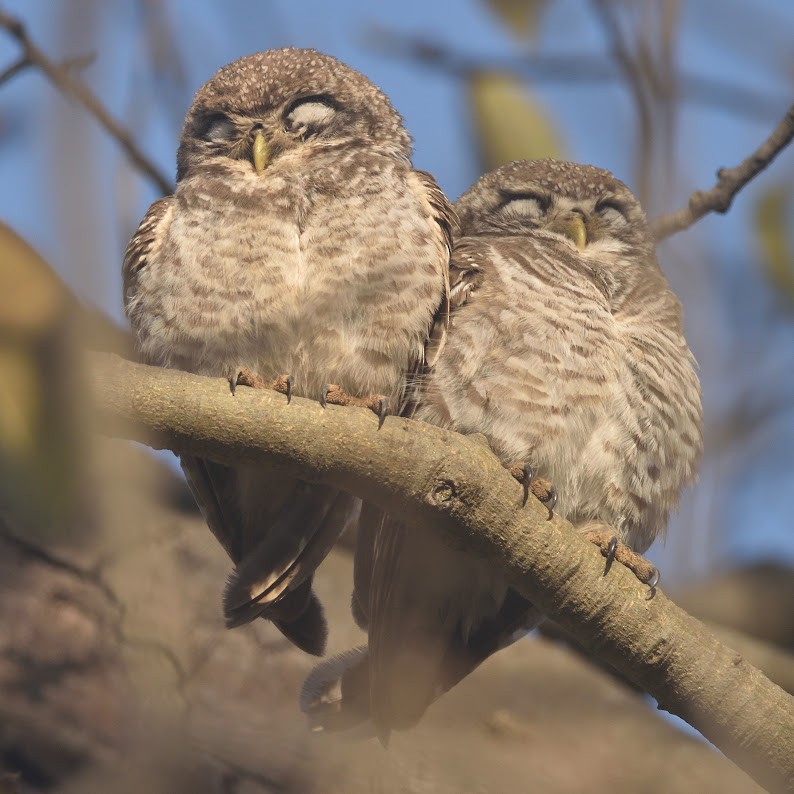 Spotted Owlet - ML644798102