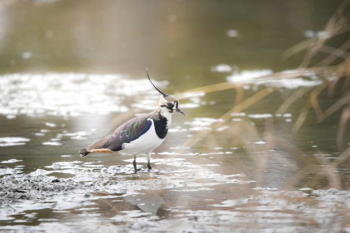 Hegabera eurasiarra - ML644798103