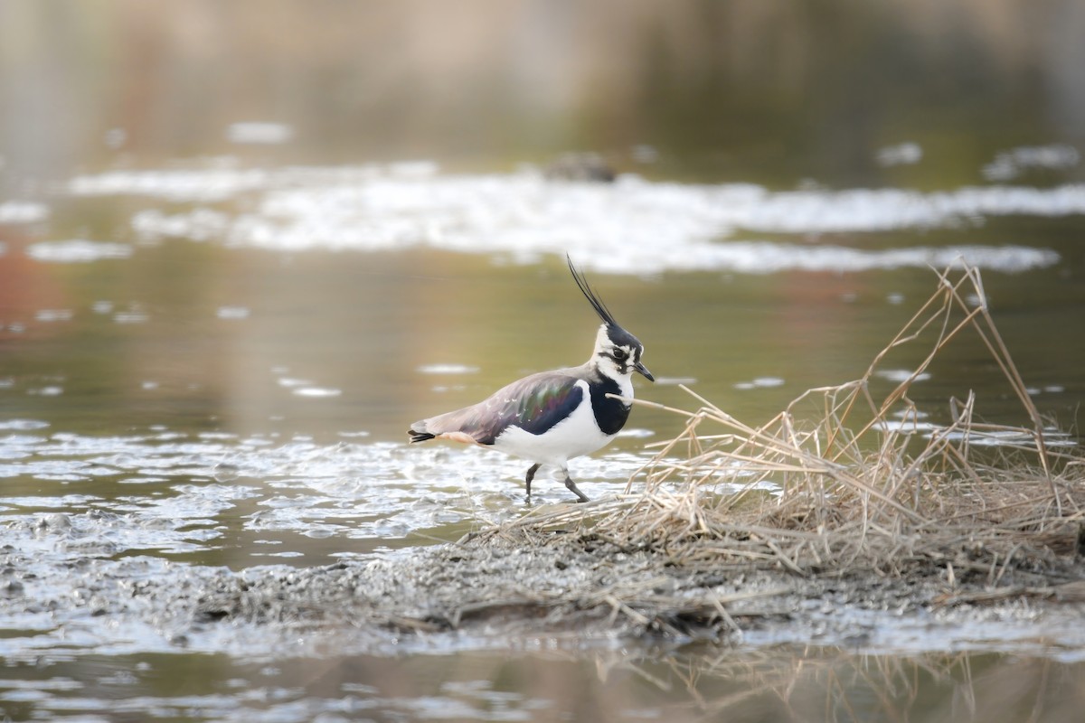 Hegabera eurasiarra - ML644798104