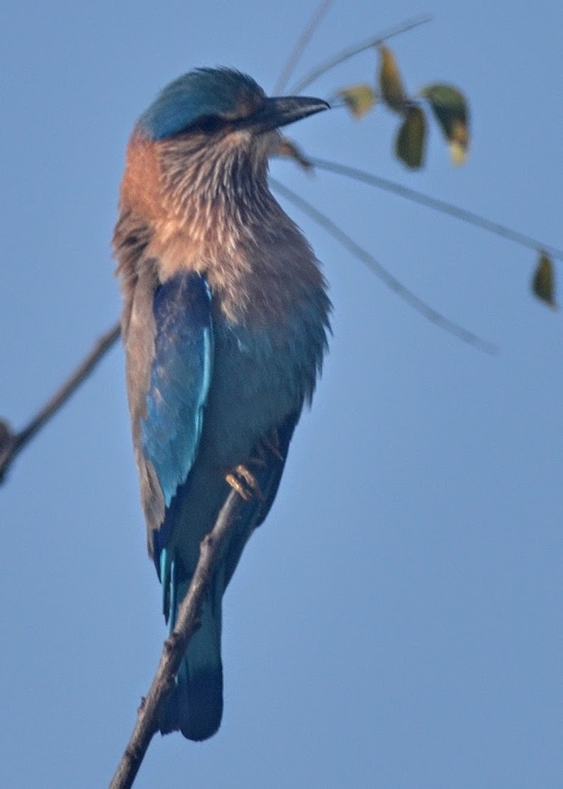 Indian Roller - ML644798106