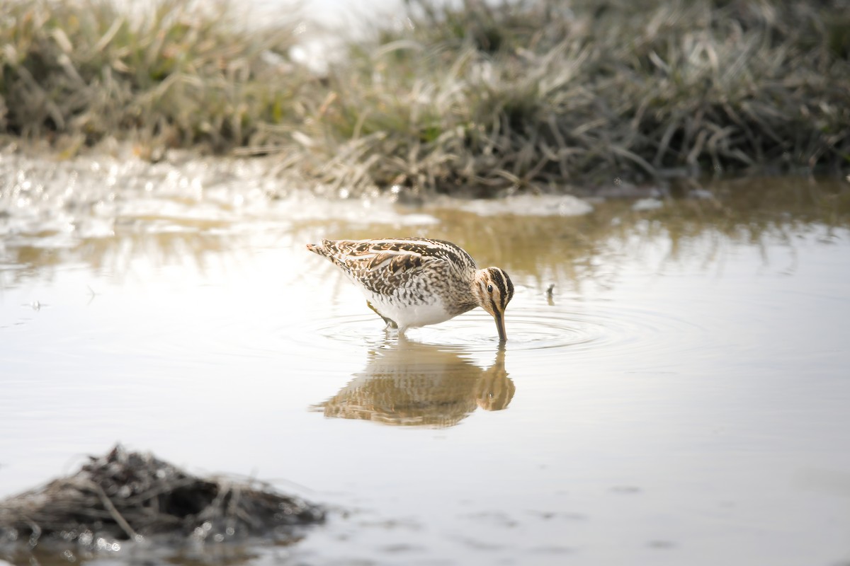 Istingor arrunta - ML644798107