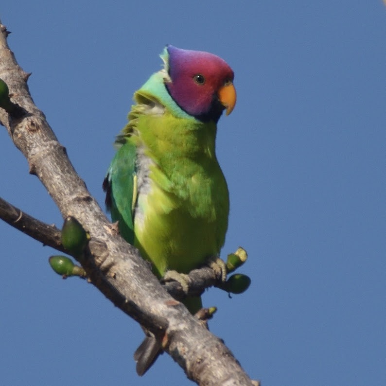 Plum-headed Parakeet - ML644798108