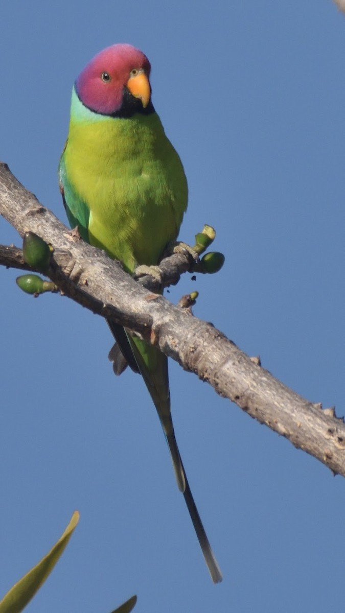 Plum-headed Parakeet - ML644798109