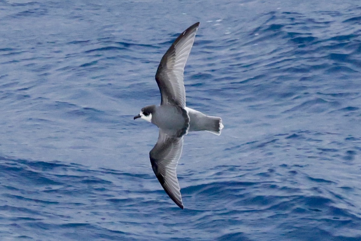 Голубой буревестник - ML644798110